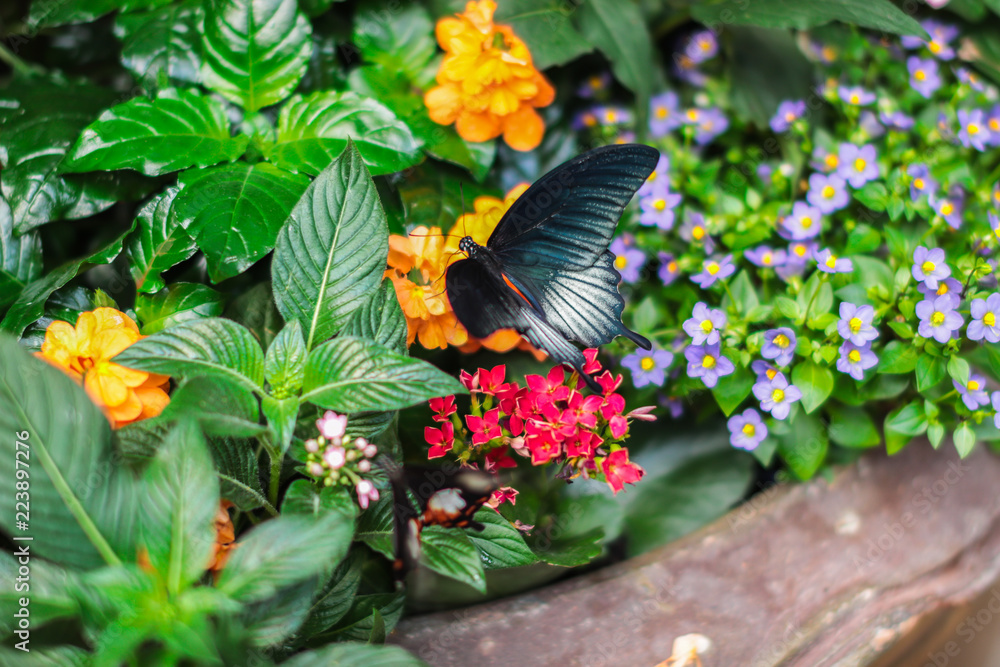 一只美丽的彩色蝴蝶坐在花上的特写照片。