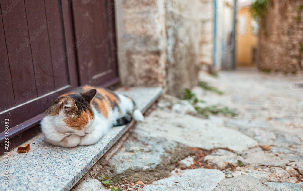 狭窄的石头街上靠着前门睡觉的猫