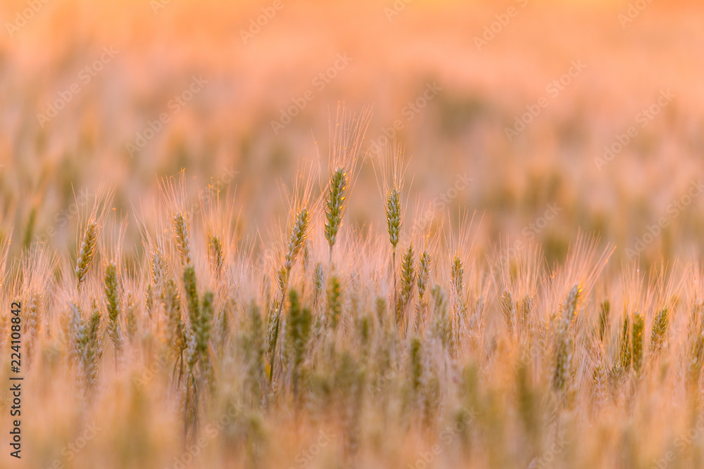 麦田。绿色的麦穗。美丽的自然日落景观。金色小腿下的乡村风景