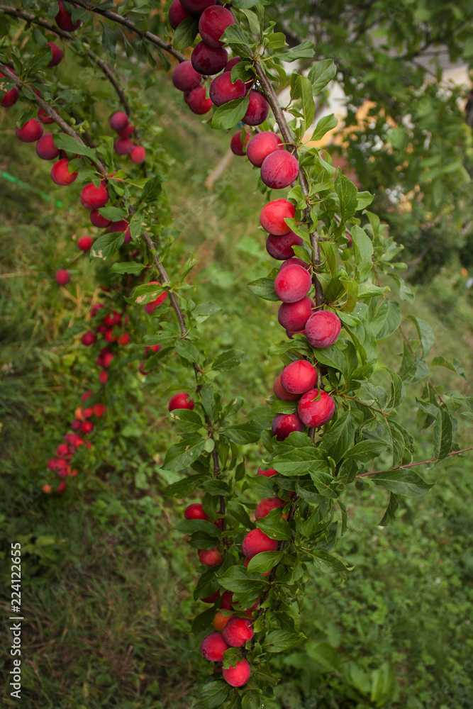 在绿色背景下，弯曲的树枝上有不寻常的亮粉色和红色李子。