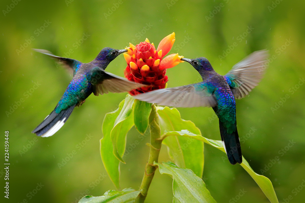 大蓝蜂鸟紫罗兰刀飞在美丽的红花和清澈的绿色森林na旁边