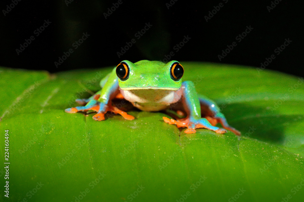 Agalychnis annae，金眼树蛙，绿色和蓝色青蛙，哥斯达黎加。野生动物场景fr