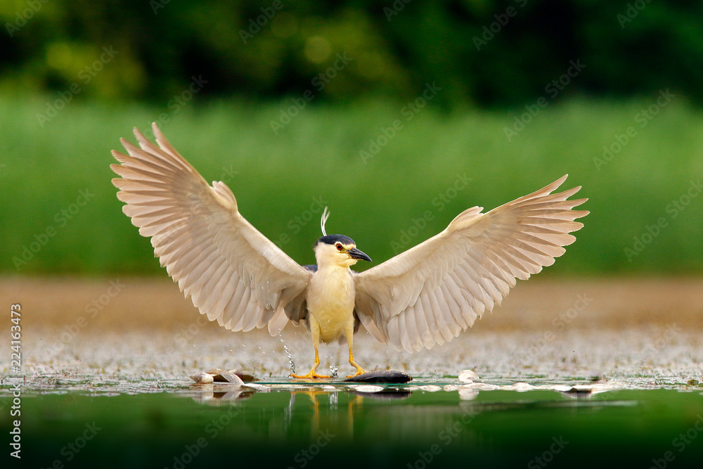 河鸟猎人。夜鹭，Nycticorax Nycticorax，灰色水鸟，张开翅膀在水中。安