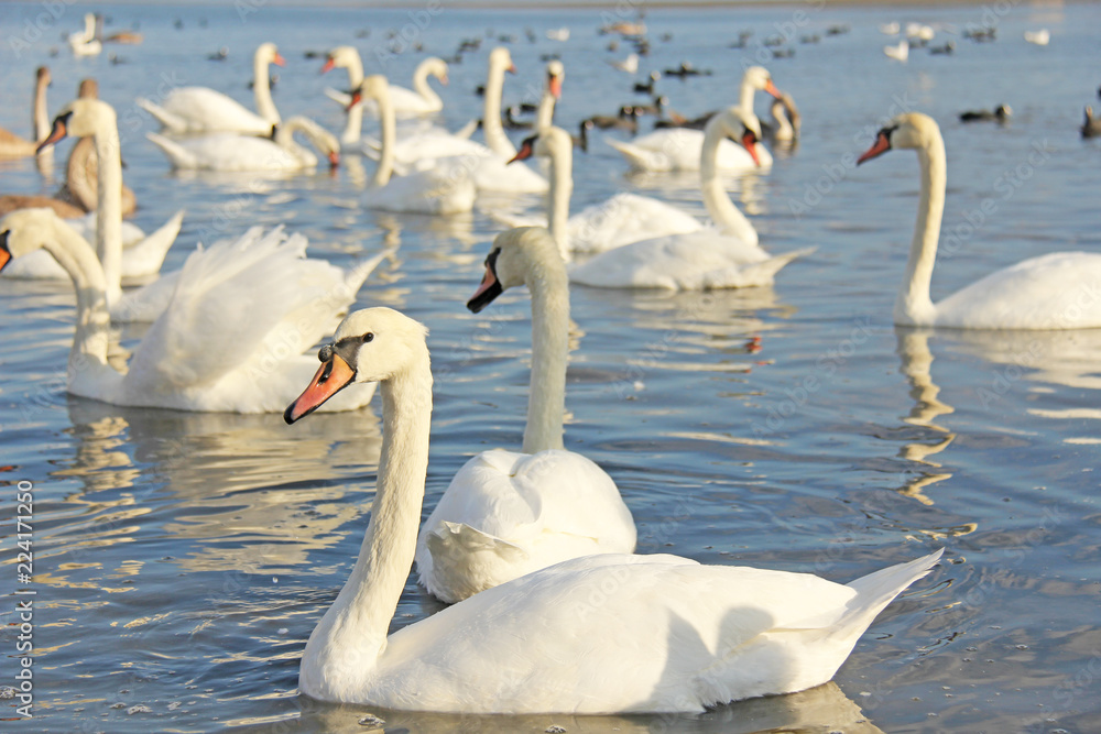 夏天或秋天，白天鹅和黑天鹅在碧蓝的湖水中游泳。美丽的白天鹅