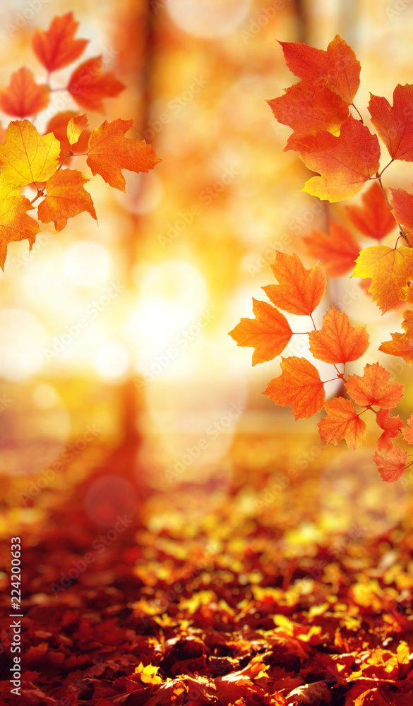 阳光下的秋叶。