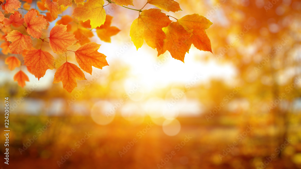 秋叶在阳光下。