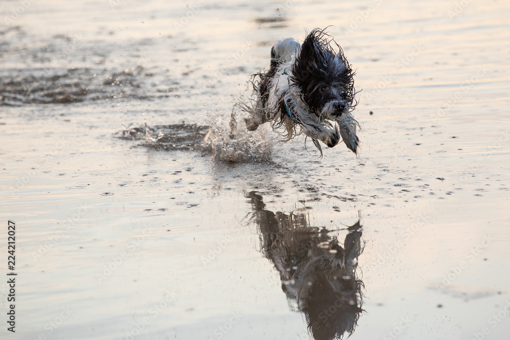 一只黑白相间的小狗在浅水中奔跑。