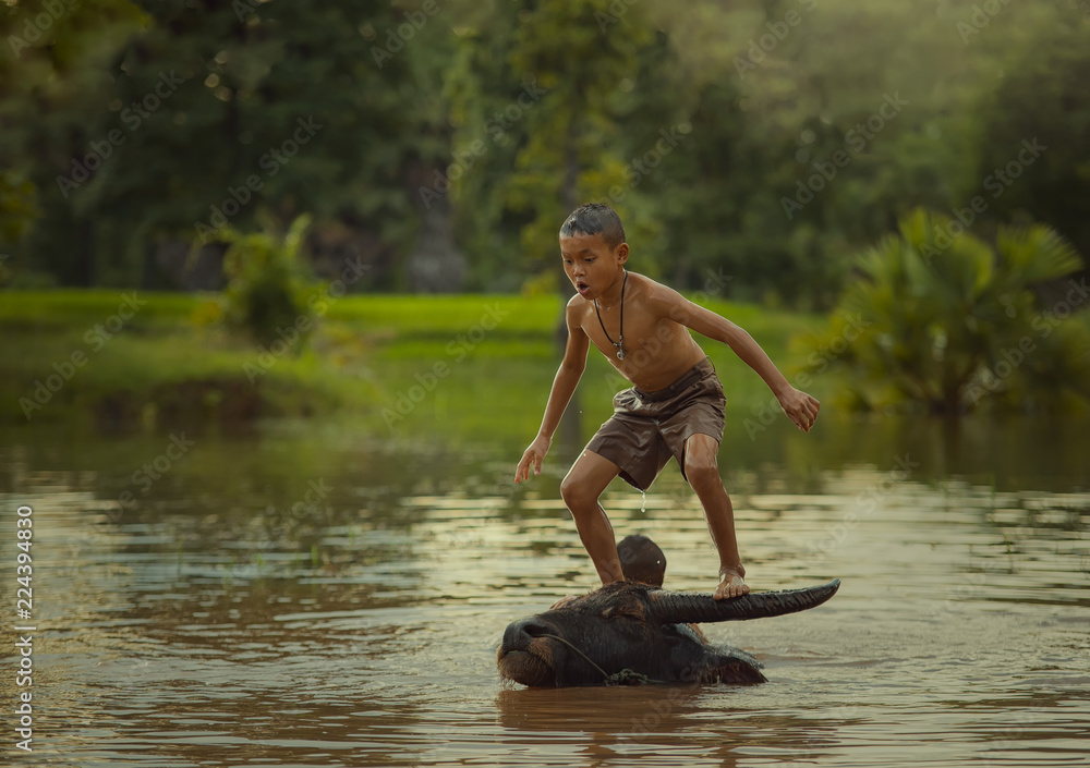 在亚洲农村，孩子们玩水牛的生活方式。