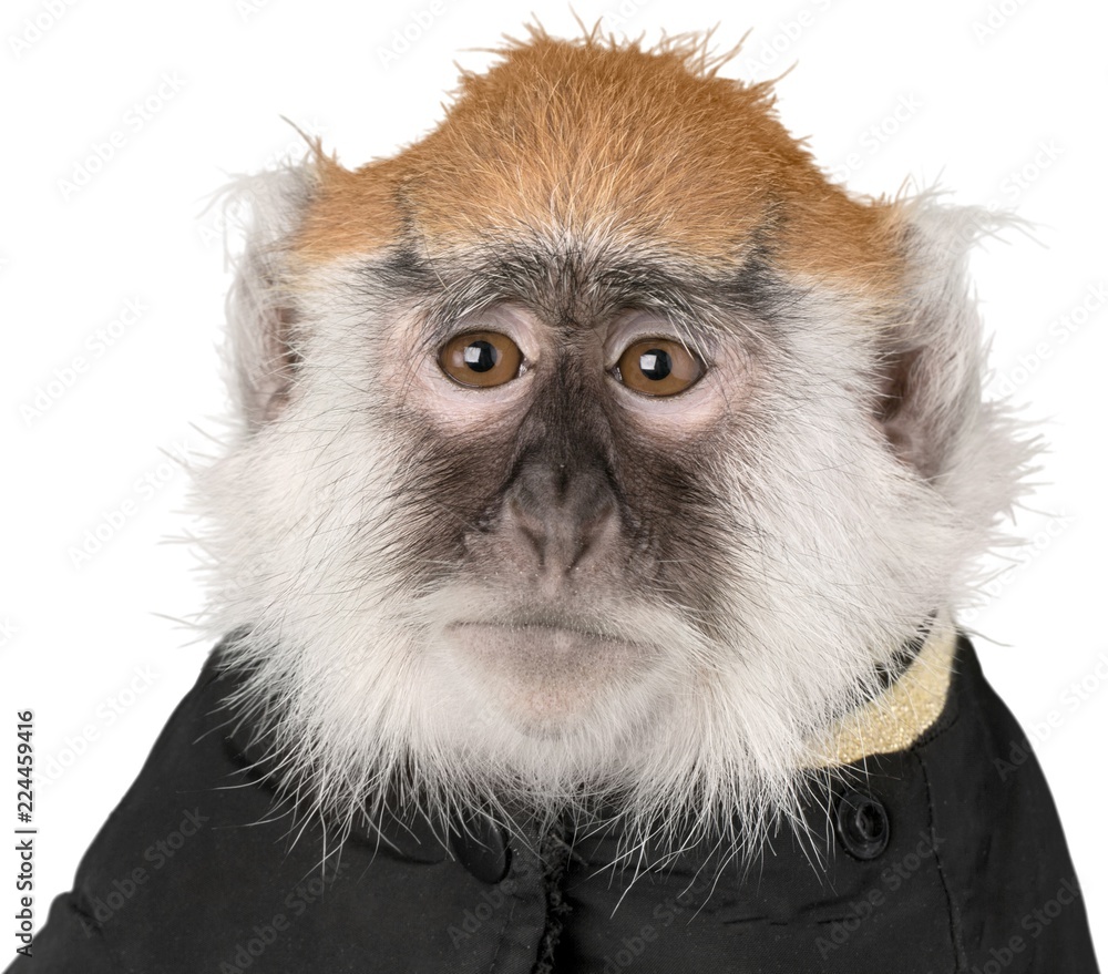 猴子穿着夹克特写-隔离