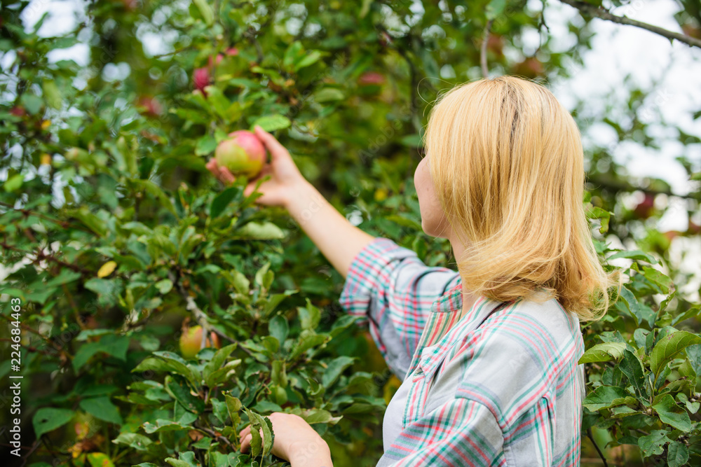 Harvesting concept. Woman hold ripe apple tree background. Farm producing organic eco friendly natur