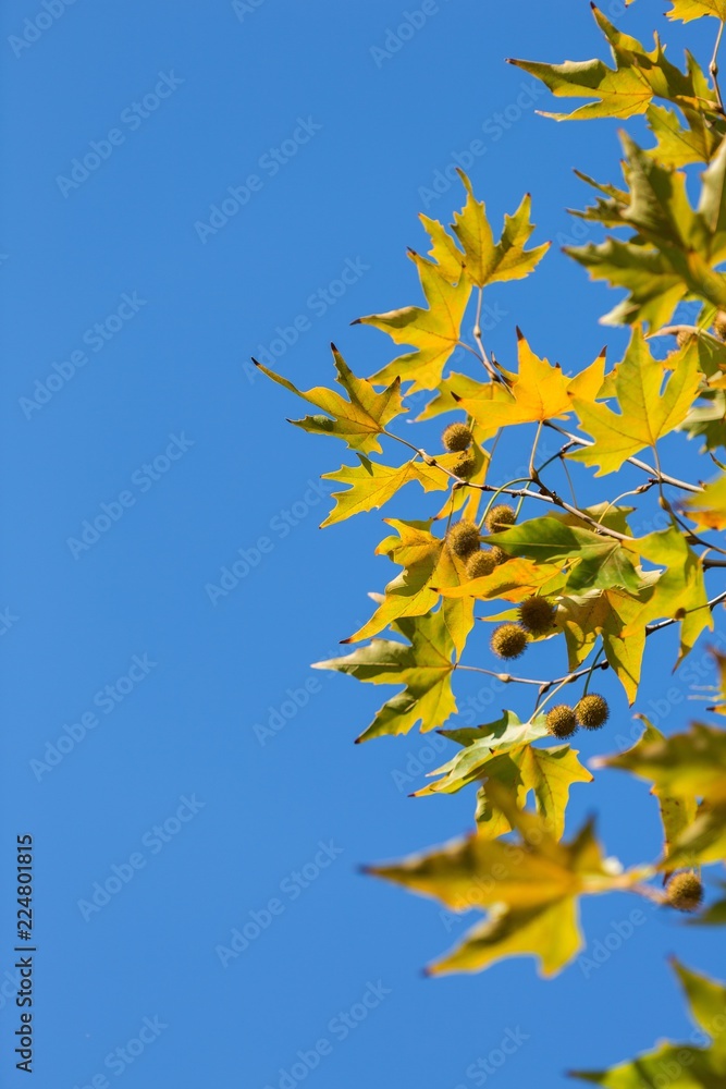 秋天的梧桐树叶和树枝上的果实带有蓝色