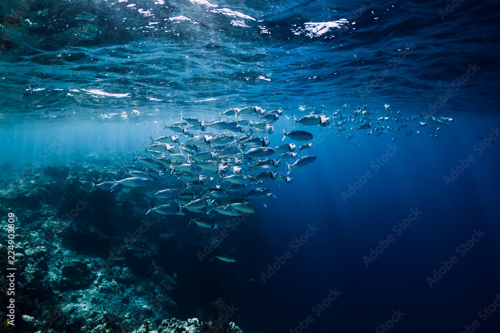 海底野生动物世界与珊瑚礁海洋中的鱼群