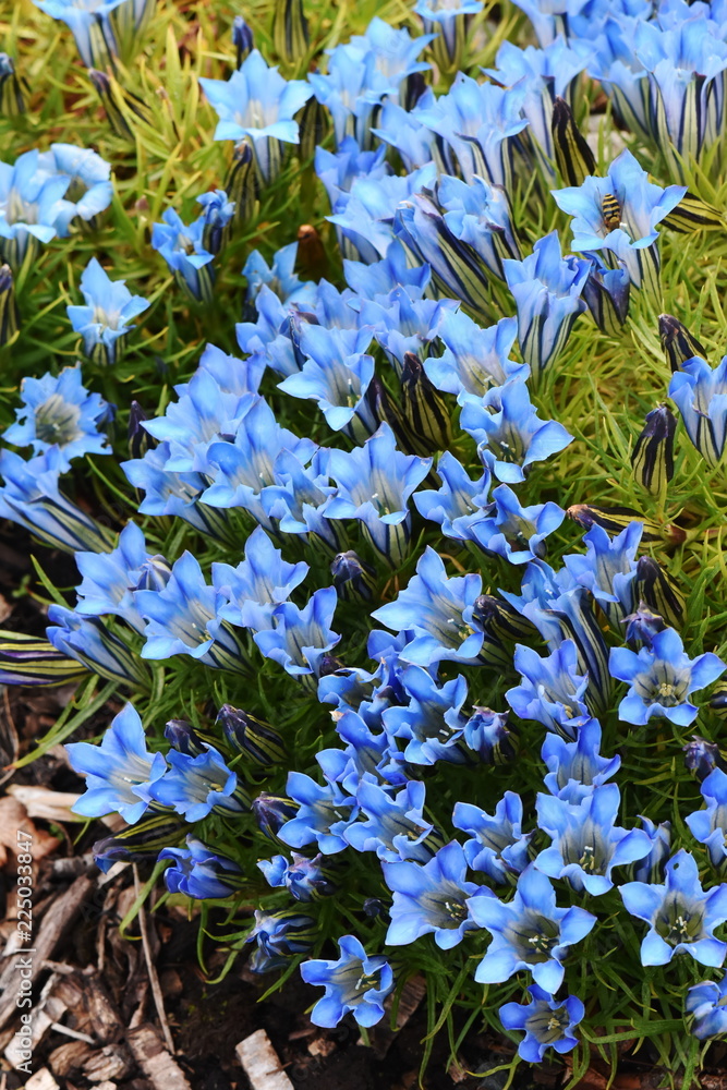 蓝色龙胆花雪花龙胆在花园里开花
