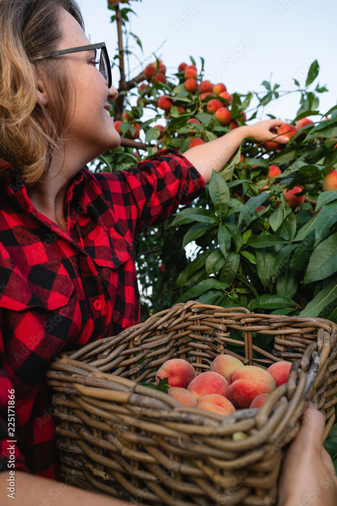 穿着红衬衫的年轻女子在桃园里摘桃子。在果园里收割。