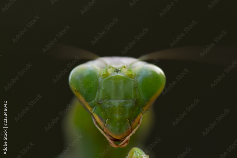 自然背景下绿色螳螂的特写镜头。捕食性昆虫。