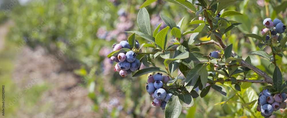 蓝莓-越橘，高越橘，因大量作物而脸红。蓝色成熟浆果