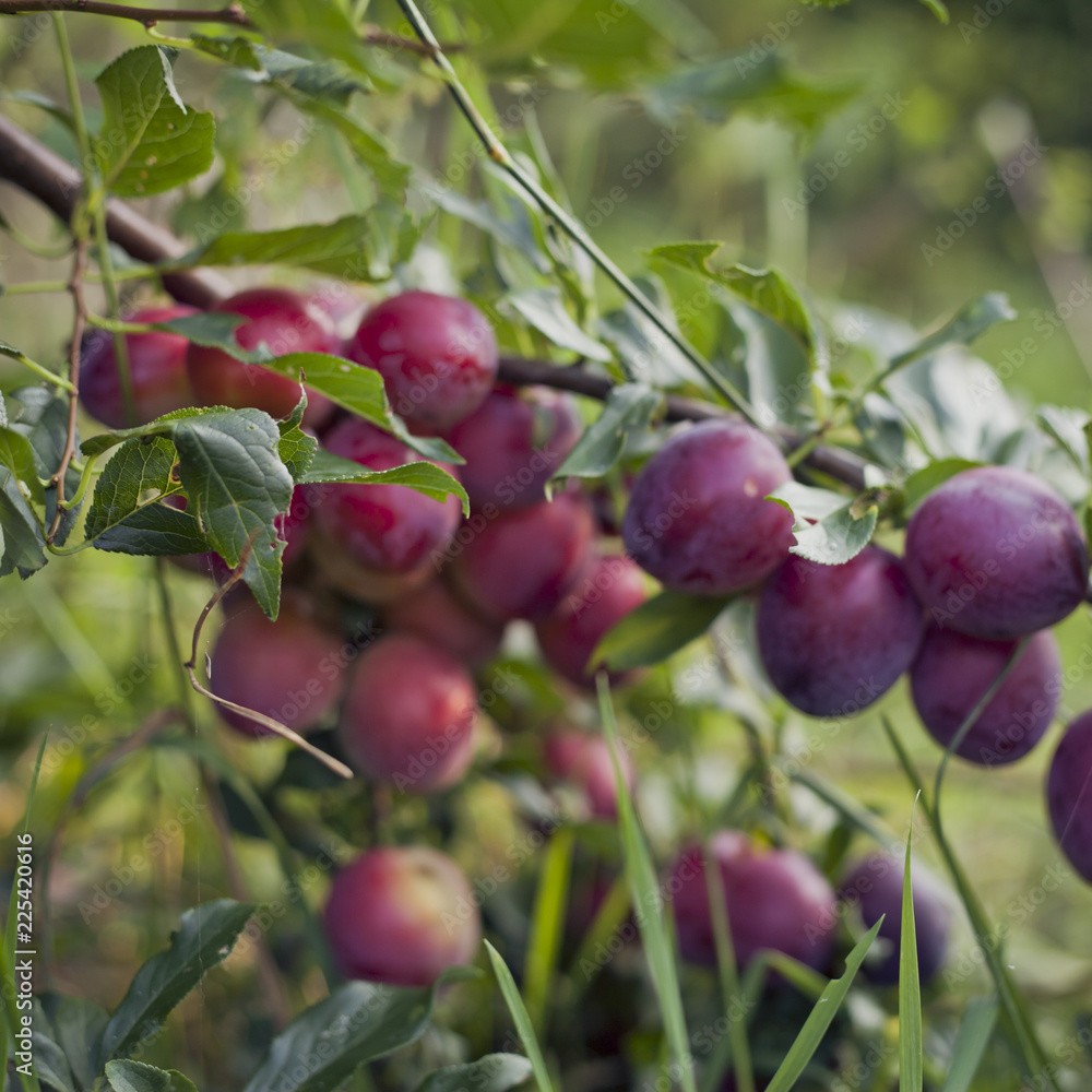 维多利亚李子树——树上新鲜成熟的红色和粉红色果实，悬挂在健康的树枝上。