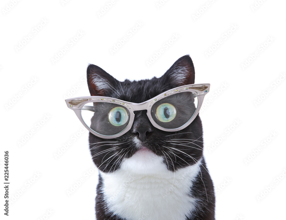 戴着猫眼眼镜的酷黑白燕尾服猫