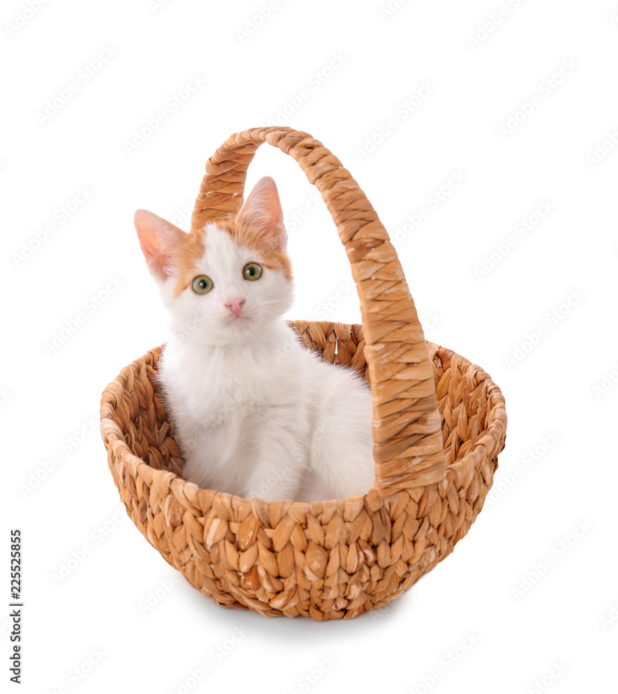 白色背景柳条篮子里的可爱小猫