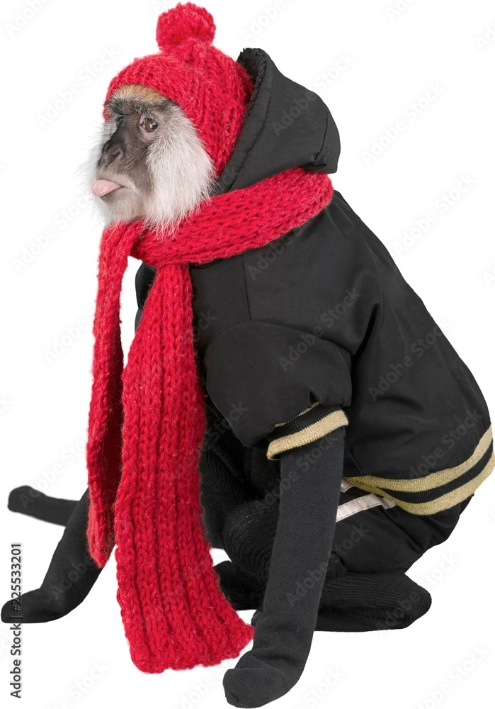 穿着黑色夹克和红色围巾的可爱猴子被隔离在白色身上