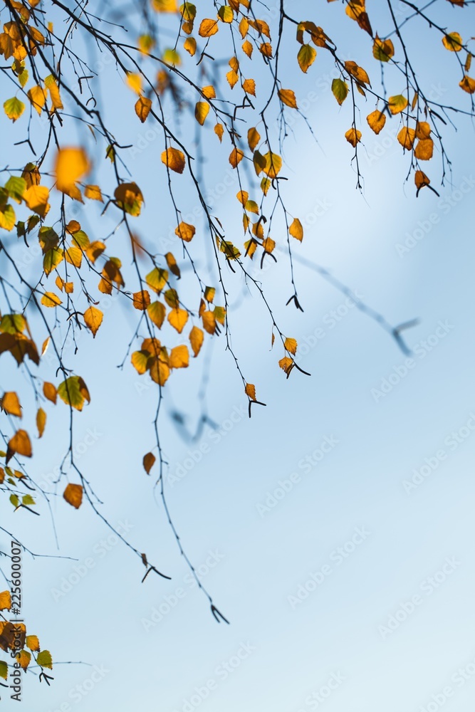 秋天的桦树在树枝上落叶，天空湛蓝
