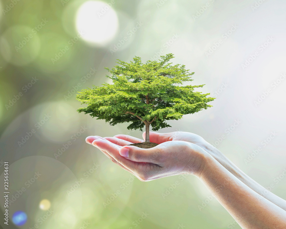 可持续环境，拯救森林的环境生态系统，用树来实现绿色理念