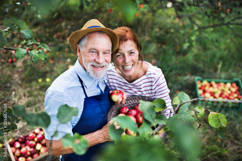 一对老年夫妇秋天在果园里摘苹果。