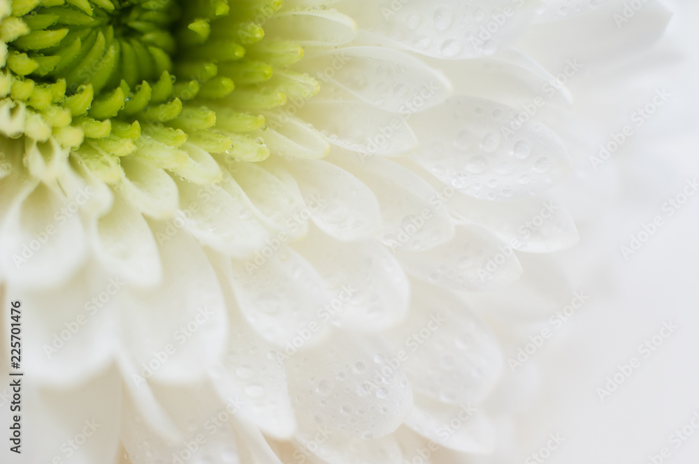 White Chrysanthemum closeup. Macro image with small depth of field.