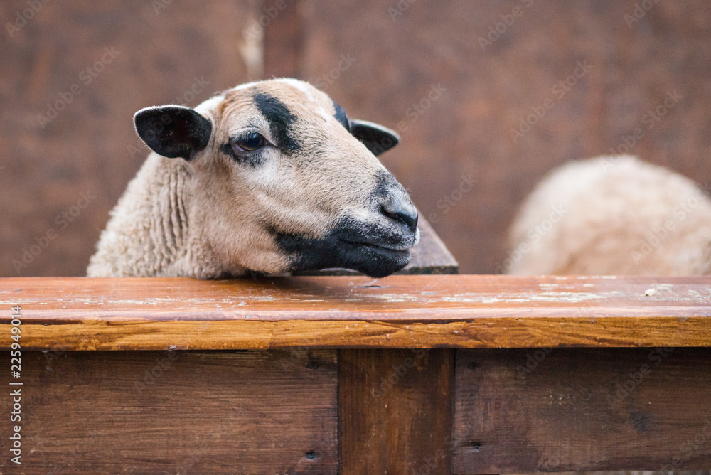 夏季田野上的棕色和白色斑点羊