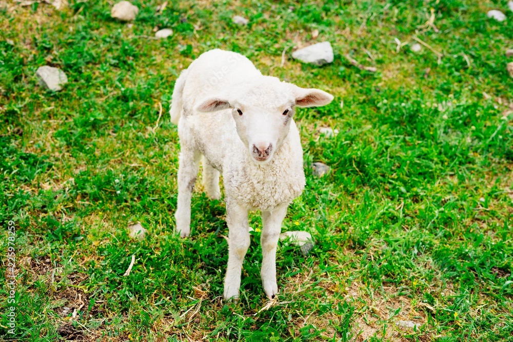 草坪上的羔羊