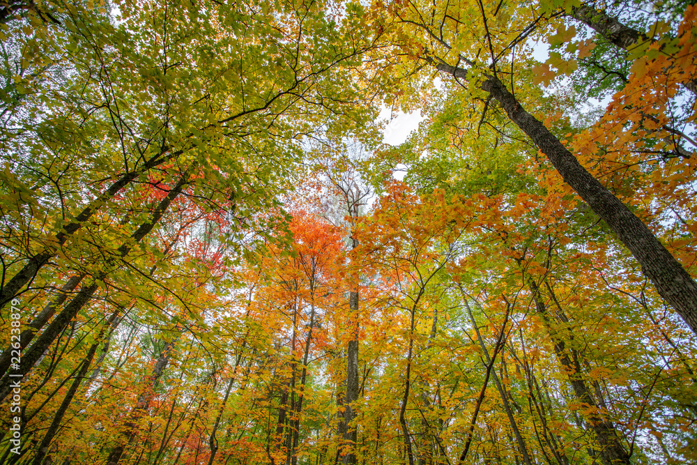 落叶期间彩色树木的低角度视图