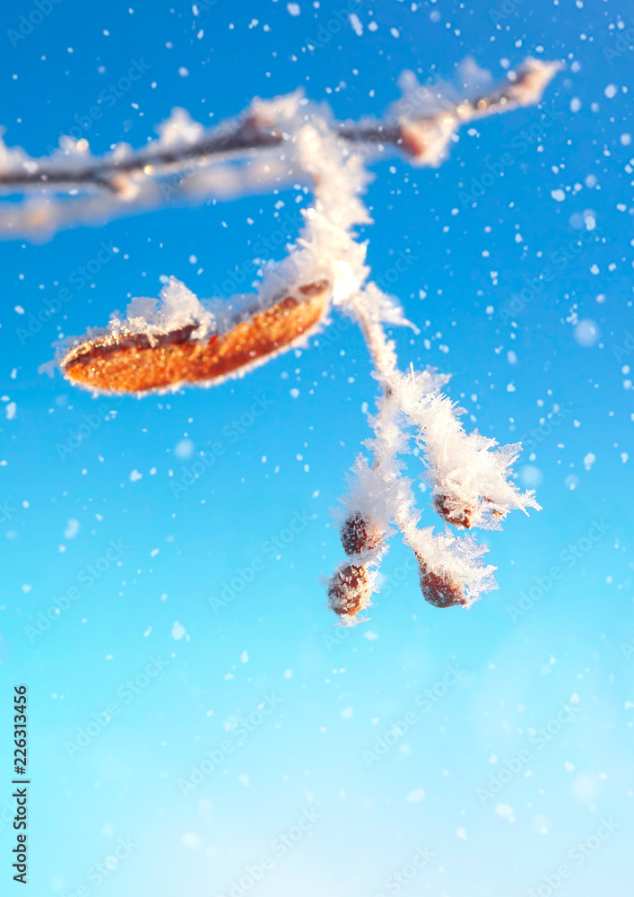 冬天有菩提子的美丽树枝，在阳光明媚的日子里，户外又被白霜覆盖了