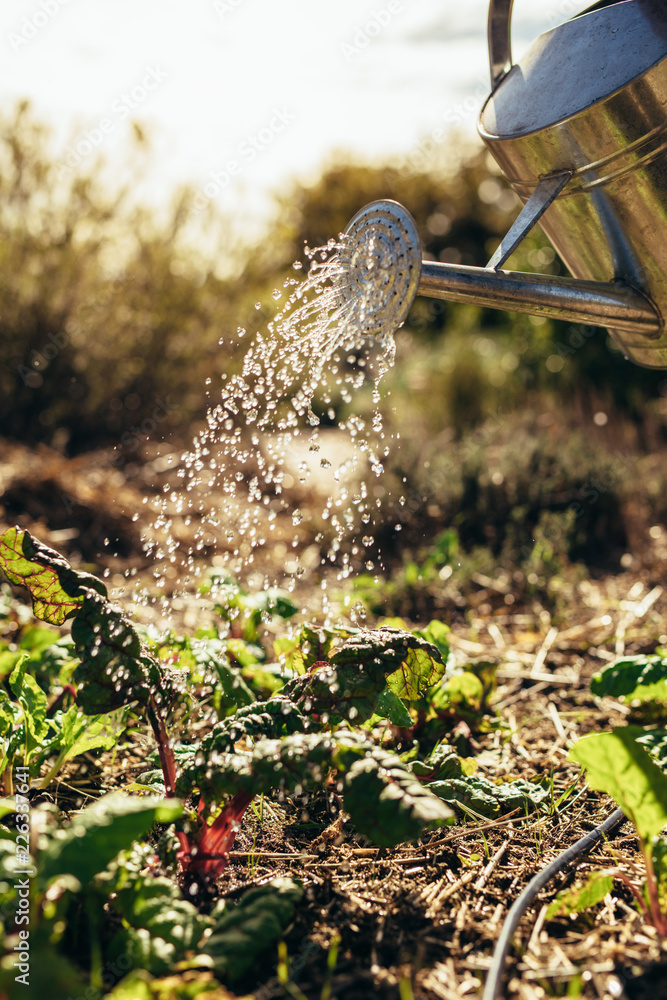 Watering vegetables with sprinkling can on farm