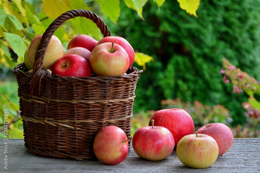 花园特写背景中篮子里的新鲜苹果。