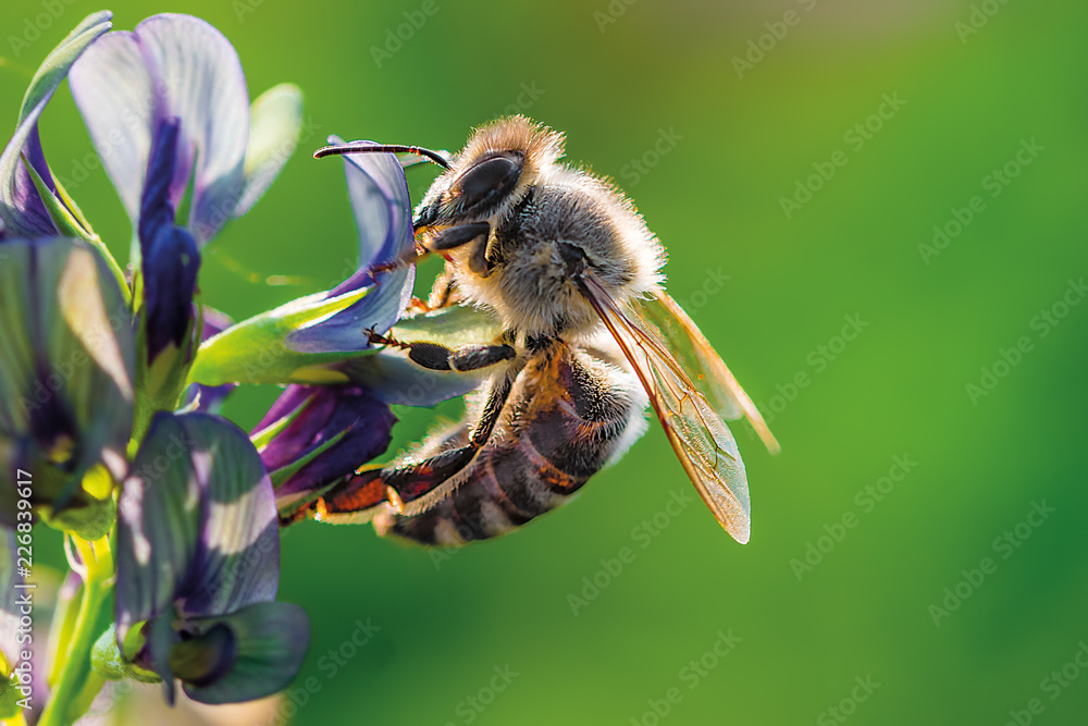 我的梦中情人——傍晚阳光下紫色三叶草上的小蜜蜂