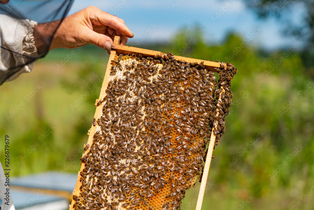 养蜂人在蜂房里检查蜜蜂。蜜蜂在蜂蜜细胞上工作的特写。蜂蜜。