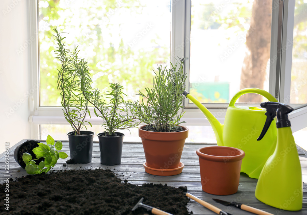 Pots with fresh aromatic herbs, soil and gardening equipment on wooden table near window
