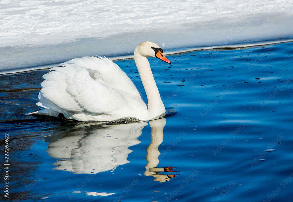 冬天，白天鹅漂浮在河上。天鹅在水中的倒影_