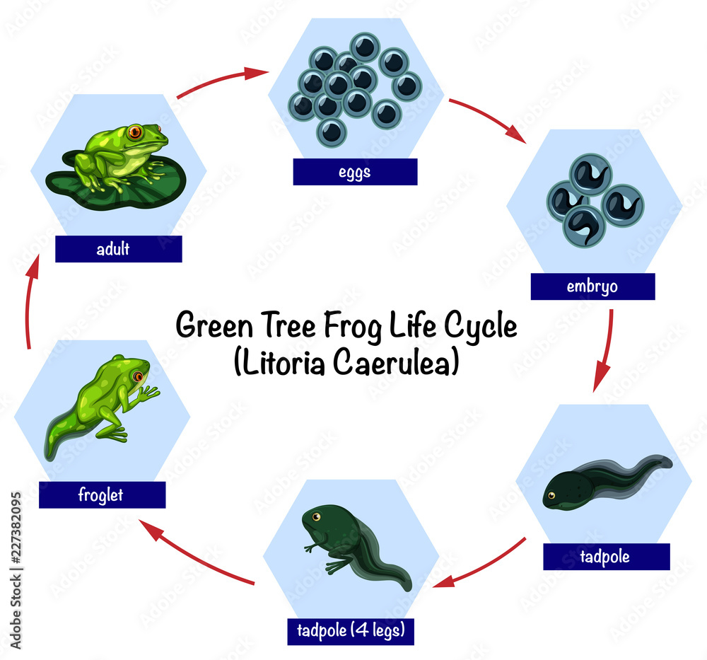 绿树蛙生命周期
