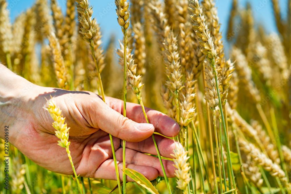 夏天，人类把小麦放在田野的背景上。麦秆随着阳光摇曳