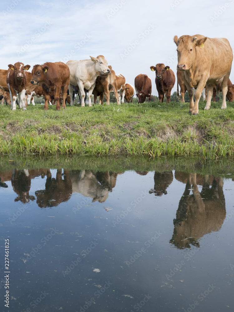 在Houten和Utr附近的荷兰运河的水中，绿色草地上的牛群和小牛倒影