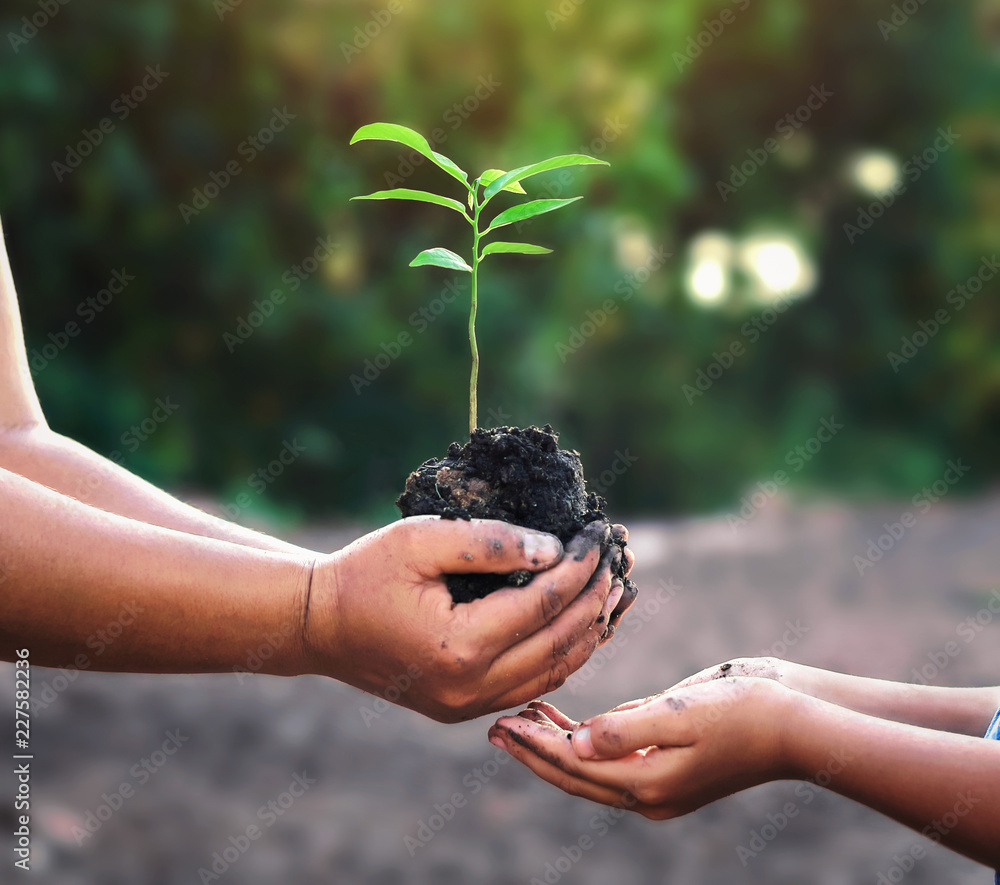 双手抱小树种植。概念绿色世界