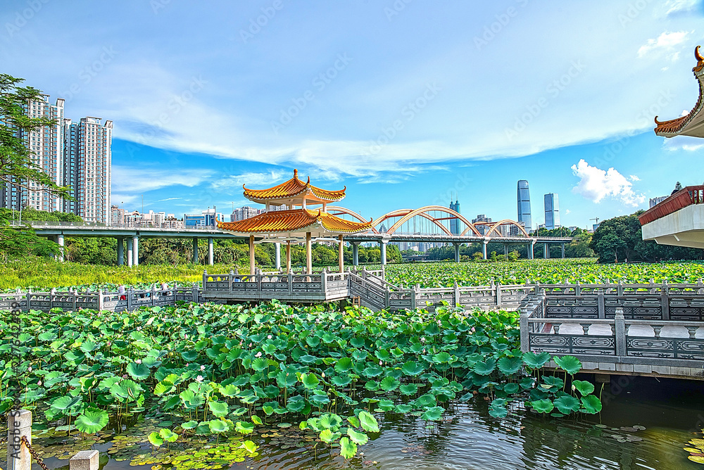 Lotus in Shenzhen Honghu Park