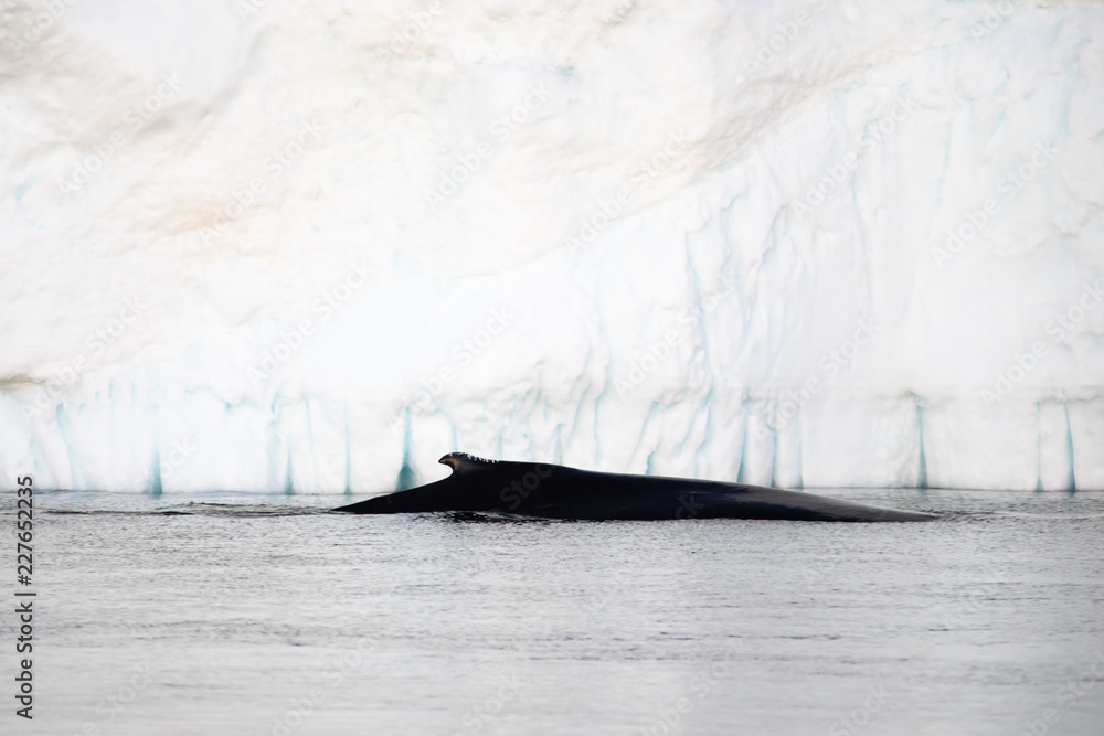 一头座头鲸冲破水面的特写。格陵兰岛迪斯科湾。