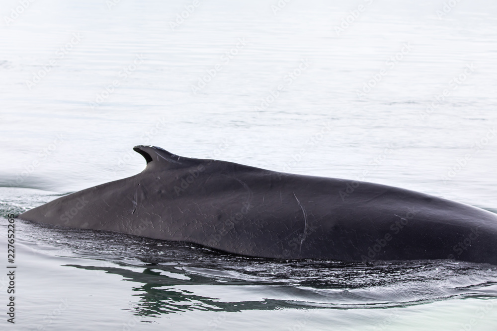 一头座头鲸冲破水面的特写。格陵兰迪斯科湾。