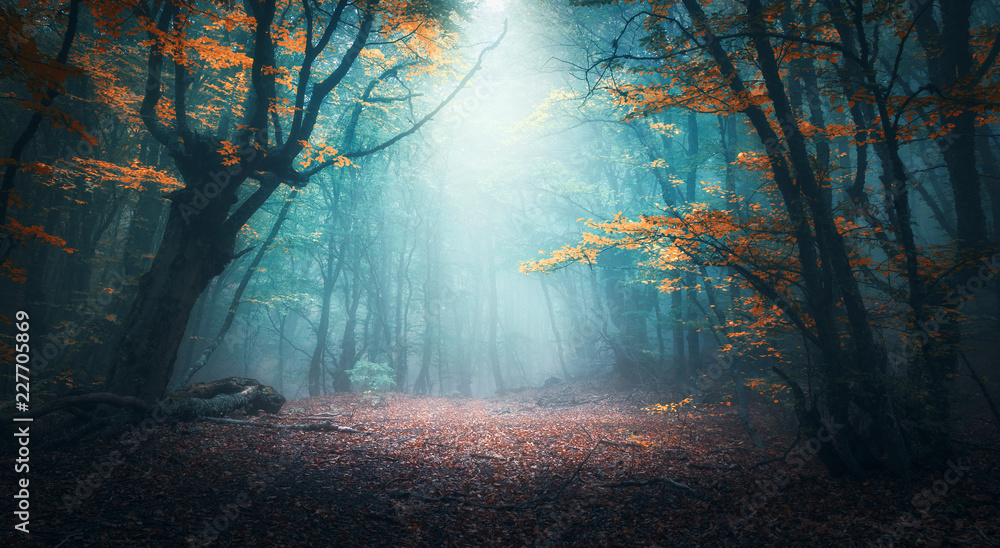 Beautiful mystical forest in blue fog in autumn. Colorful landscape with enchanted trees with orange