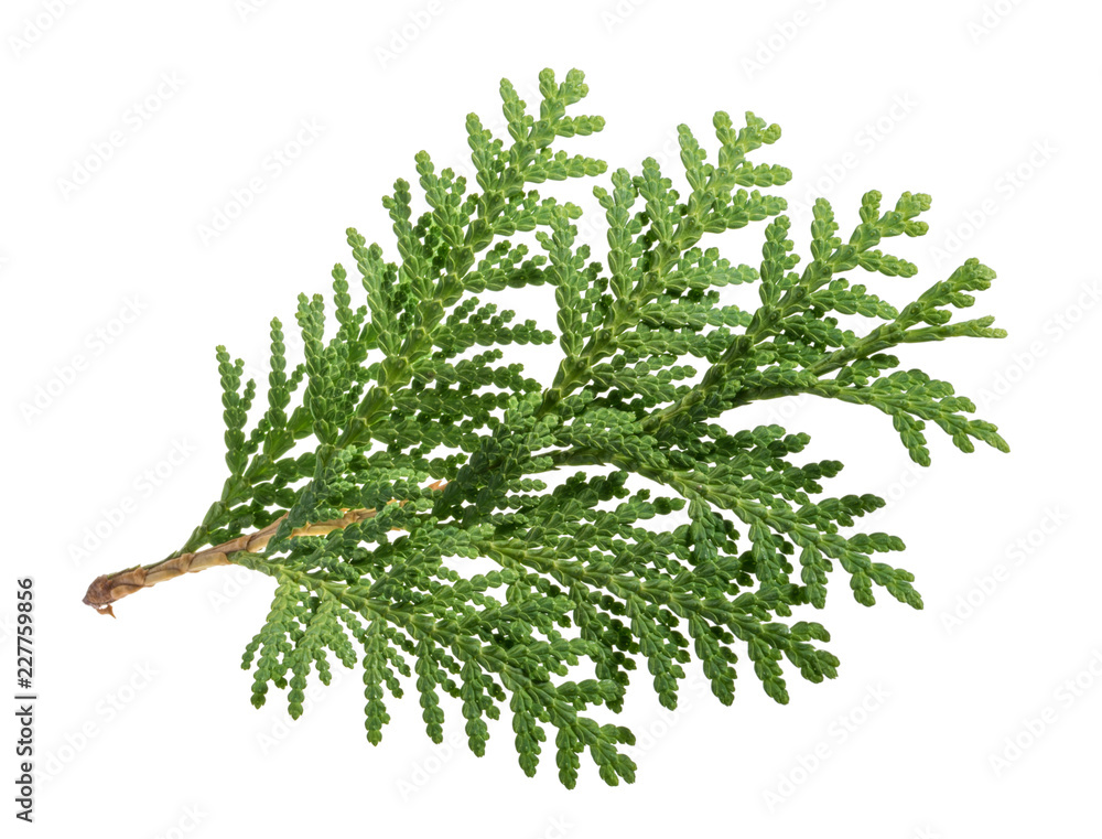 Branch of thuja isolated on white background