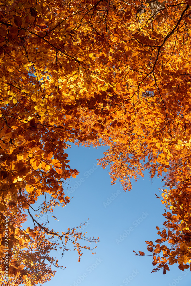 蓝天背景下的秋叶