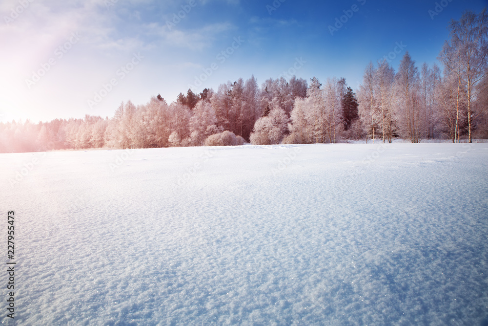 雪中清晨冬季景观中的美丽树木