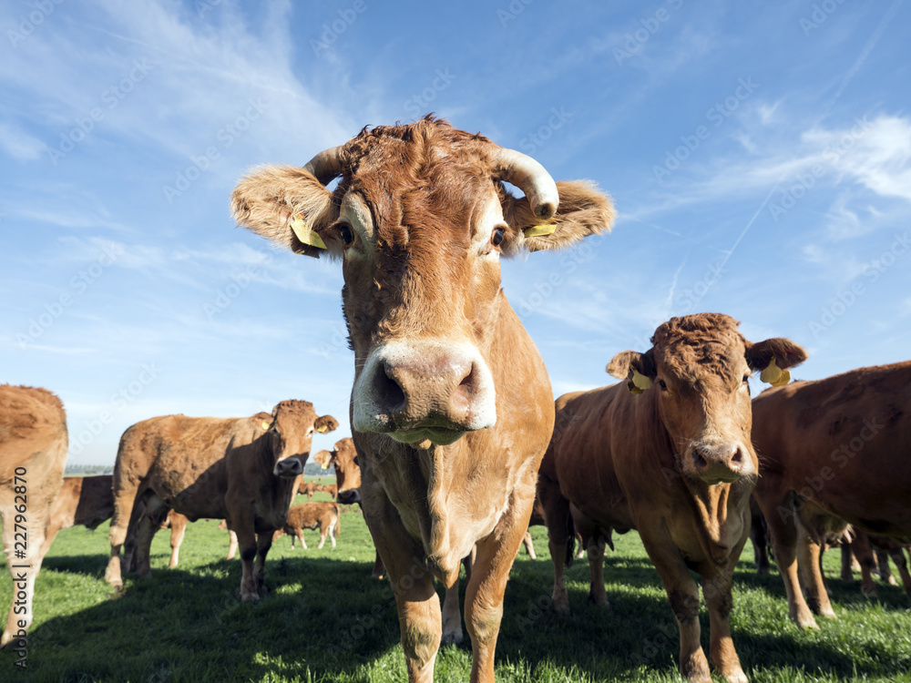 荷兰赫维宁附近蓝天下绿色草地上的豪华奶牛